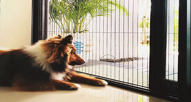 Sliding Screen Pet Door Repair in Leesburg, FL