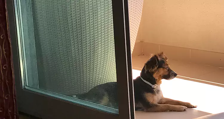 French Door Pet Screen Repair in Leesburg, FL